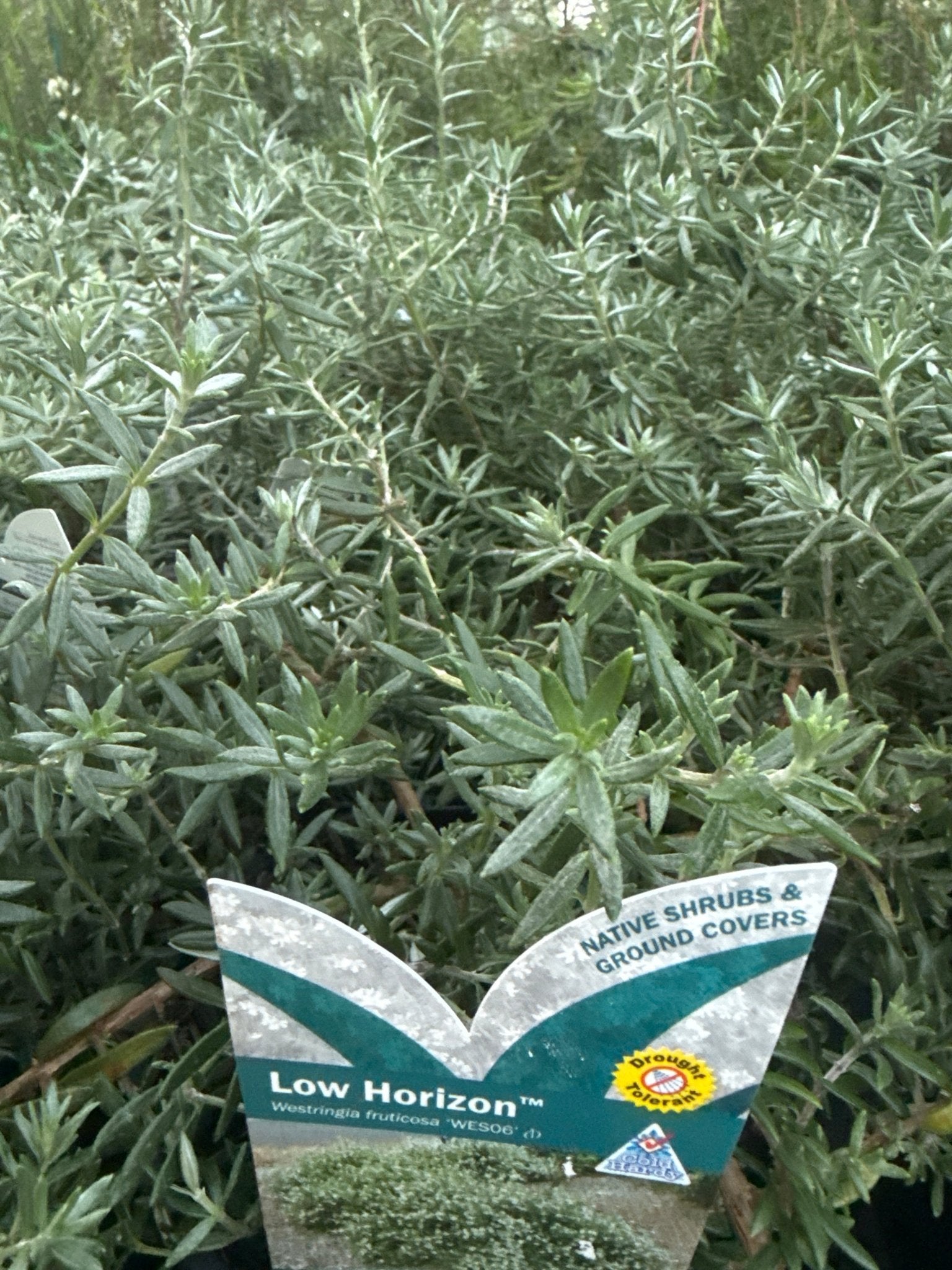 Coastal Rosemary 'Low Horizon™' (Westringia fruticosa) - Ladybird Nursery