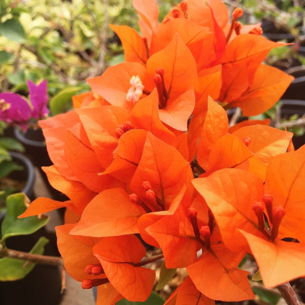 Bougainvillea Jamaican Orange (Bougainvillea glabra)