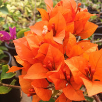 Bougainvillea Jamaican Orange (Bougainvillea glabra)
