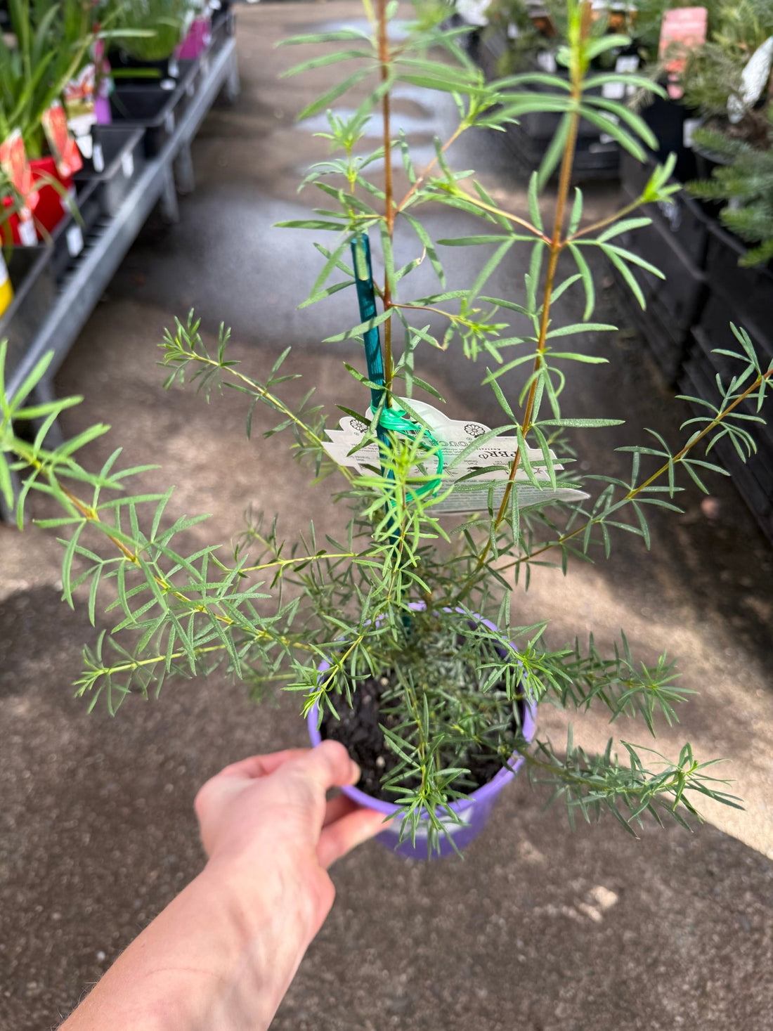 Boronia 'Mirabelle' - Ladybird Nursery