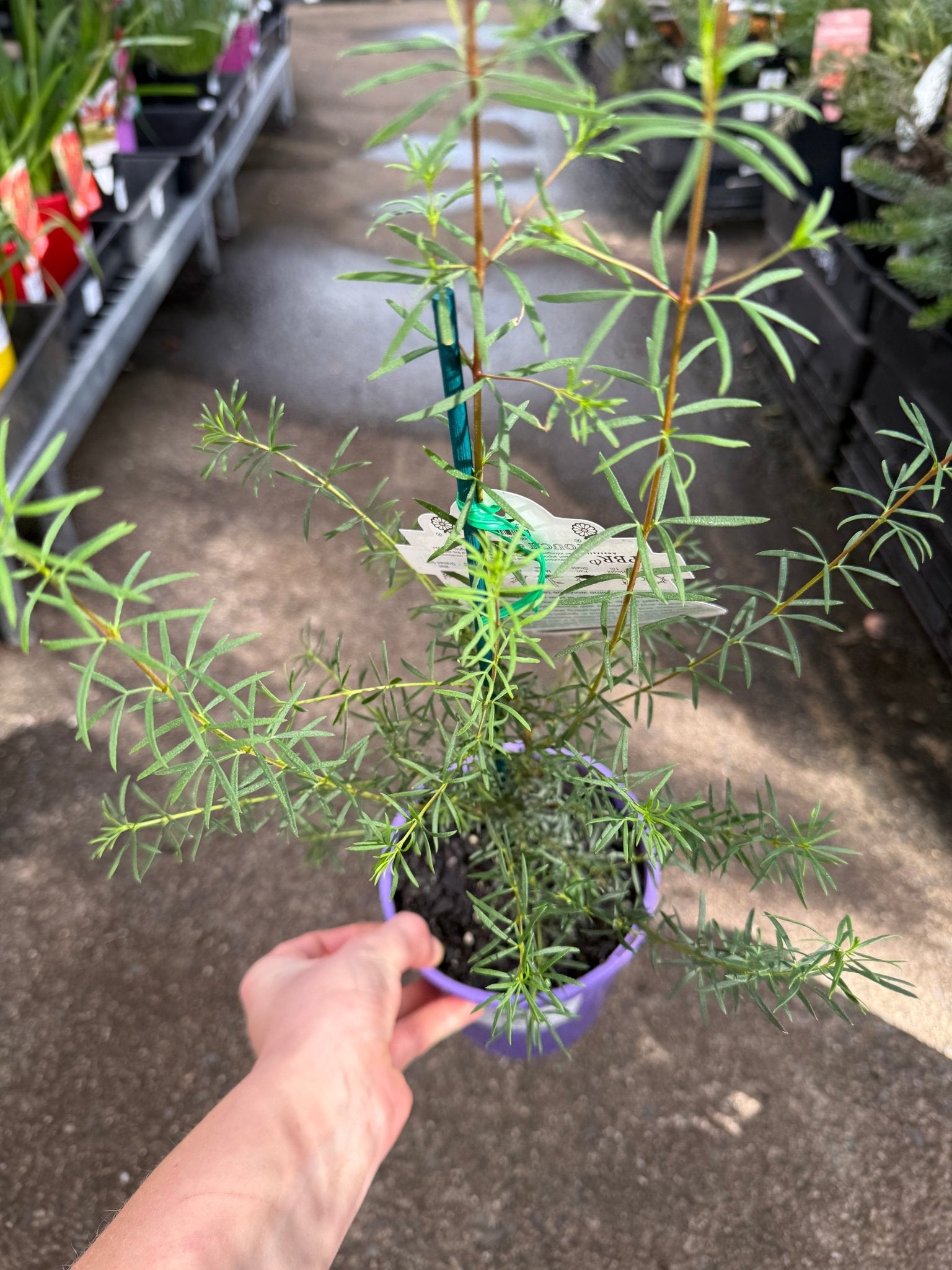 Boronia 'Mirabelle' - Ladybird Nursery