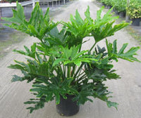 Philodendron Hope - Ladybird Nursery