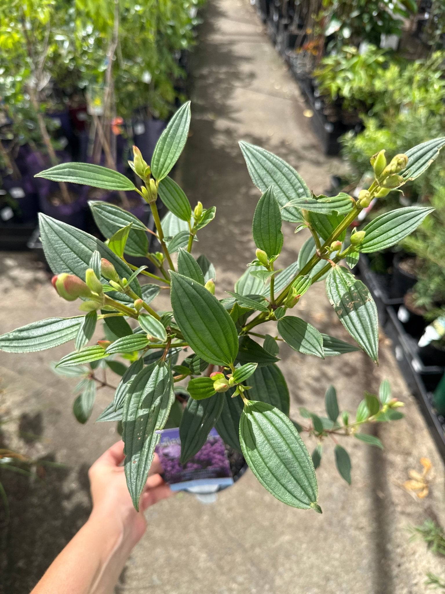 Tibouchina 'Lilac Time' - Ladybird Nursery