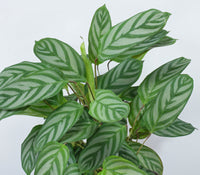 Ctenanthe (Ctenanthe setosa) - Ladybird Nursery