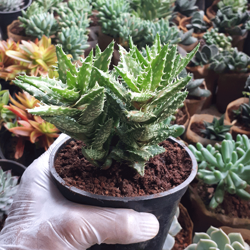 Tiger Tooth Aloe (Aloe juvenna)