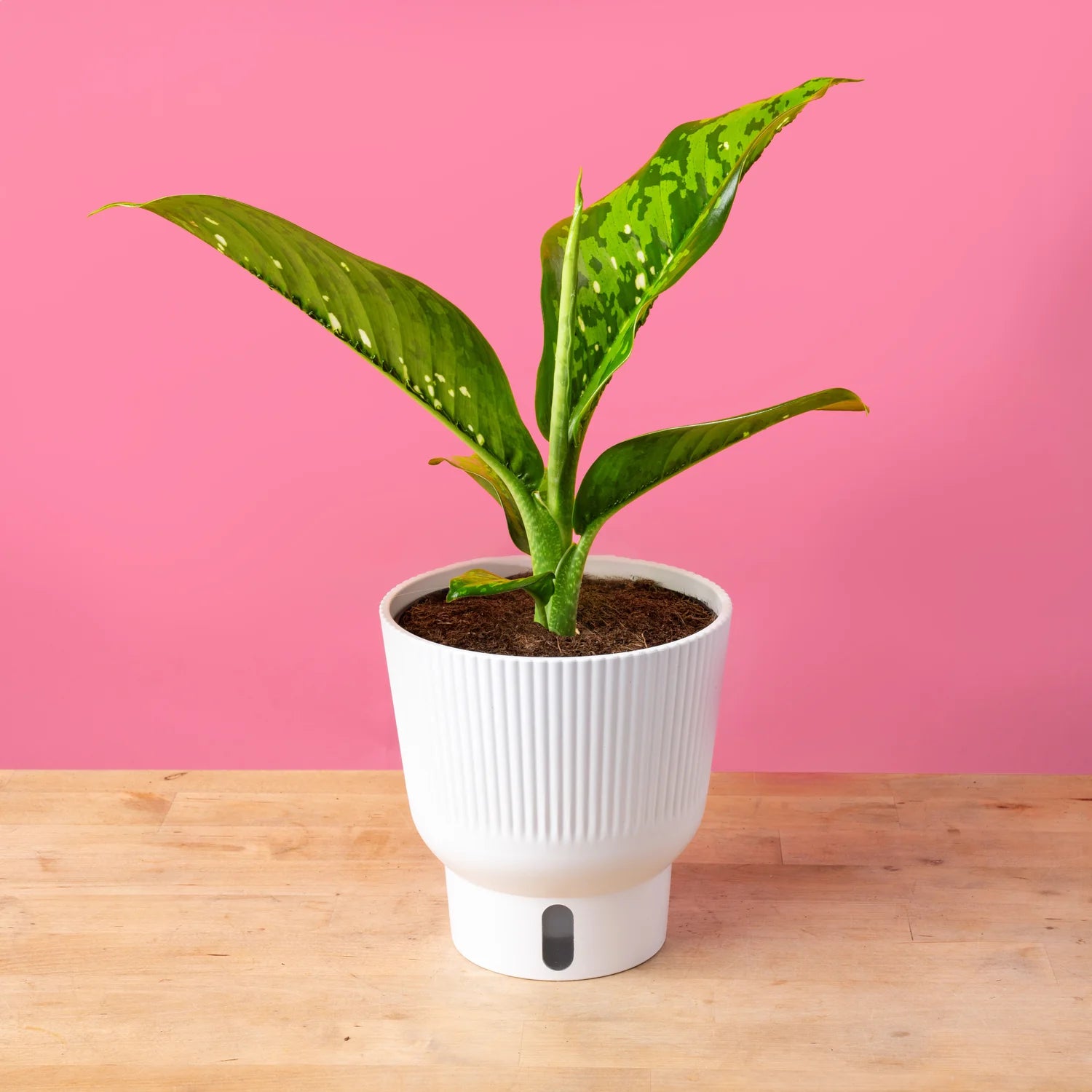 Dieffenbachia 'Crocodile' - Ladybird Nursery