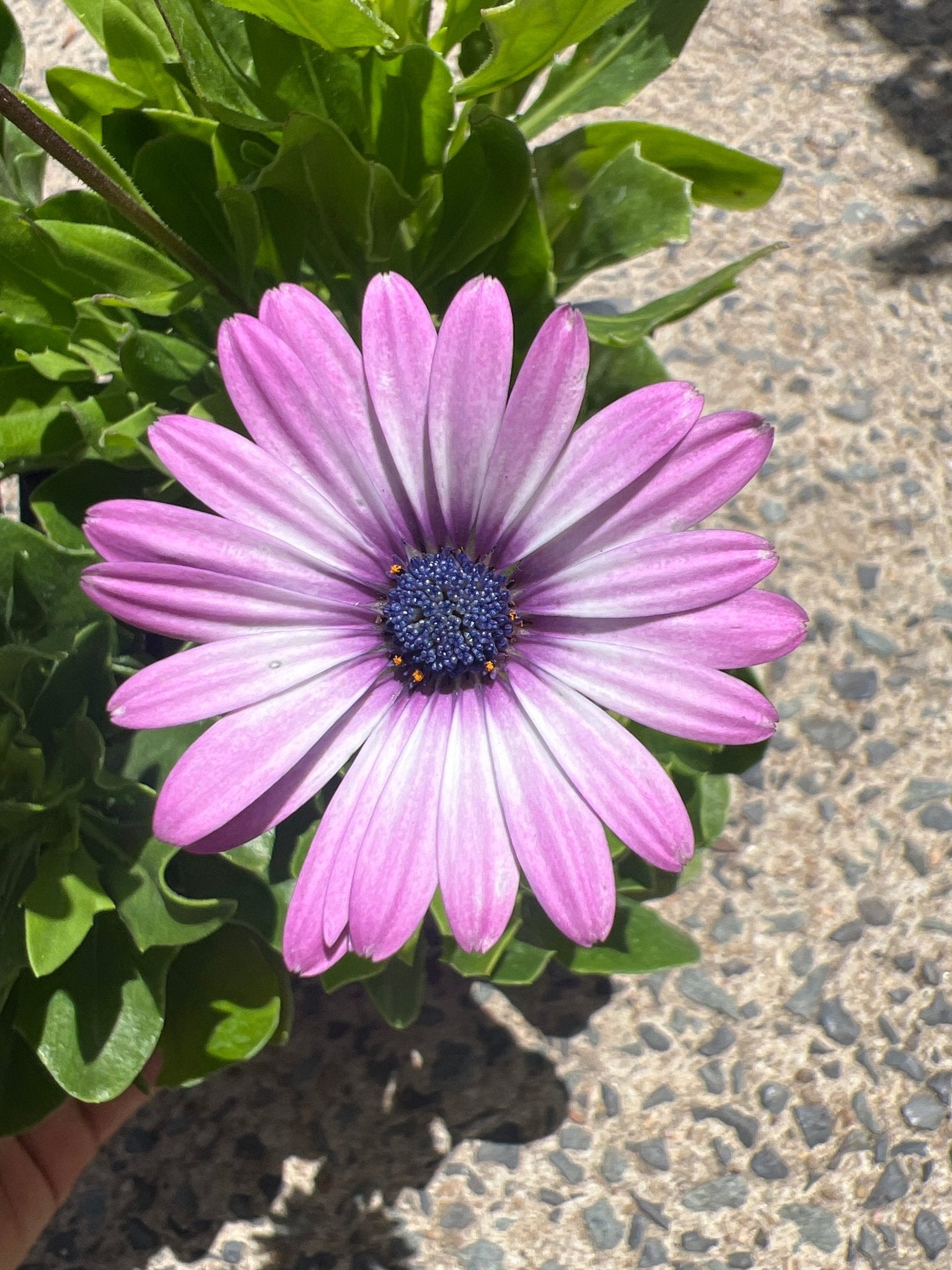 African Daisy - 4cell pot (PICK UP ONLY) - Ladybird Nursery