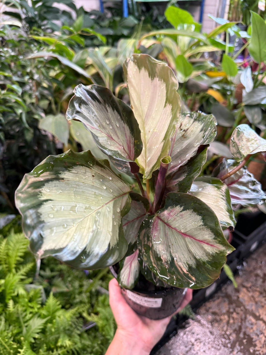 Calathea 'White Cloud' - Ladybird Nursery