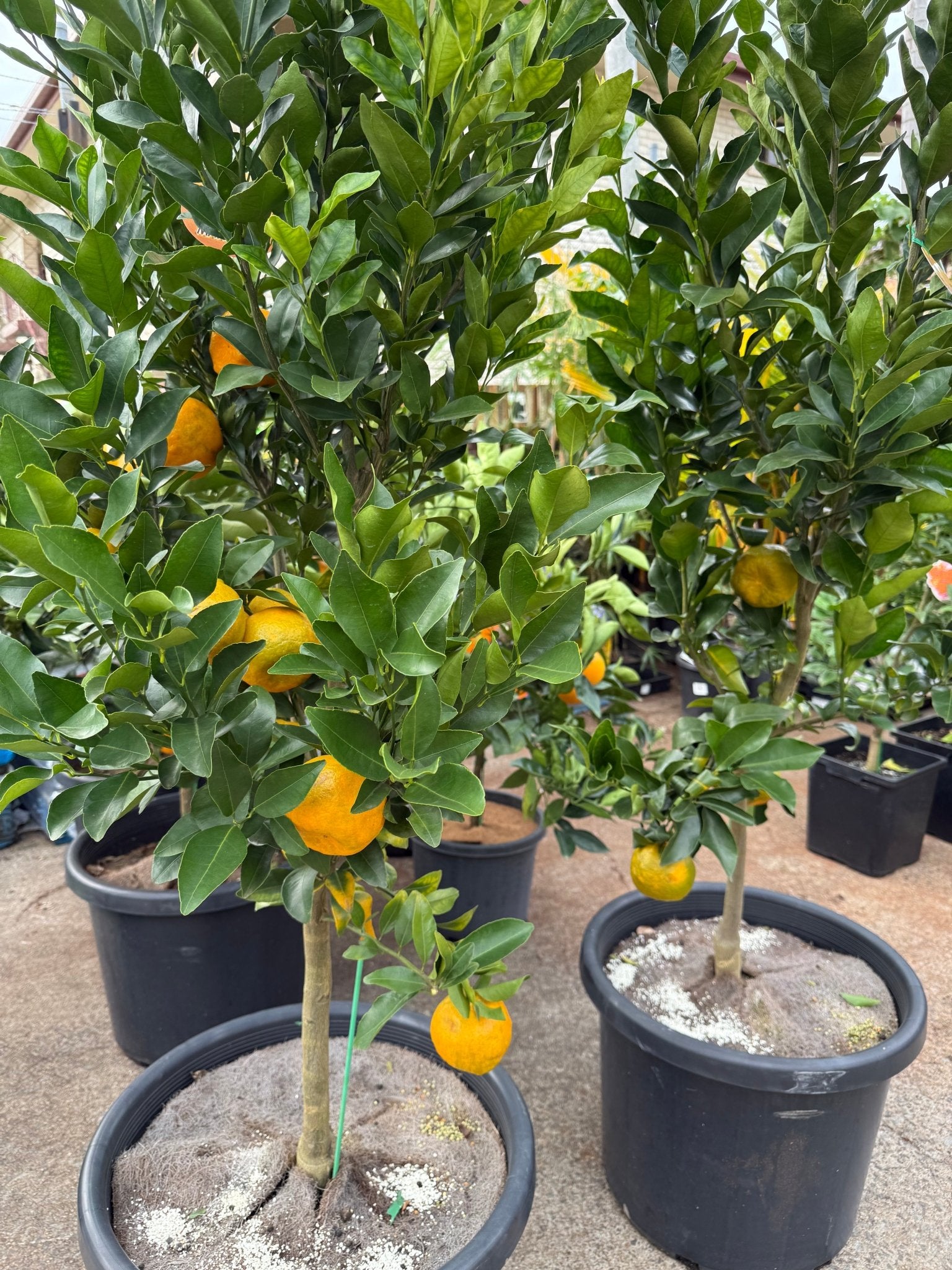Mandarin 'Emperor' Large Size 500mm Pot (Pickup Only) - Ladybird Nursery