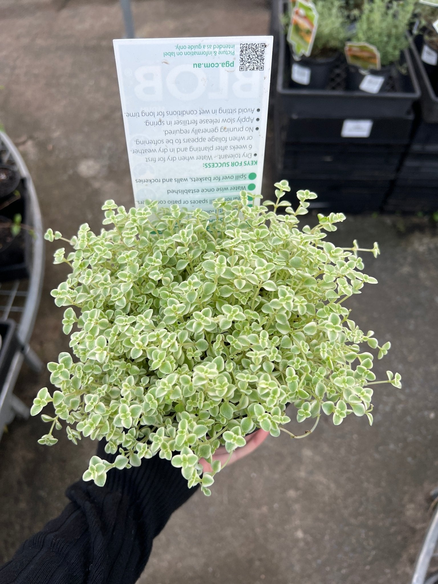 Sedum 'Speckled Blob' - Ladybird Nursery