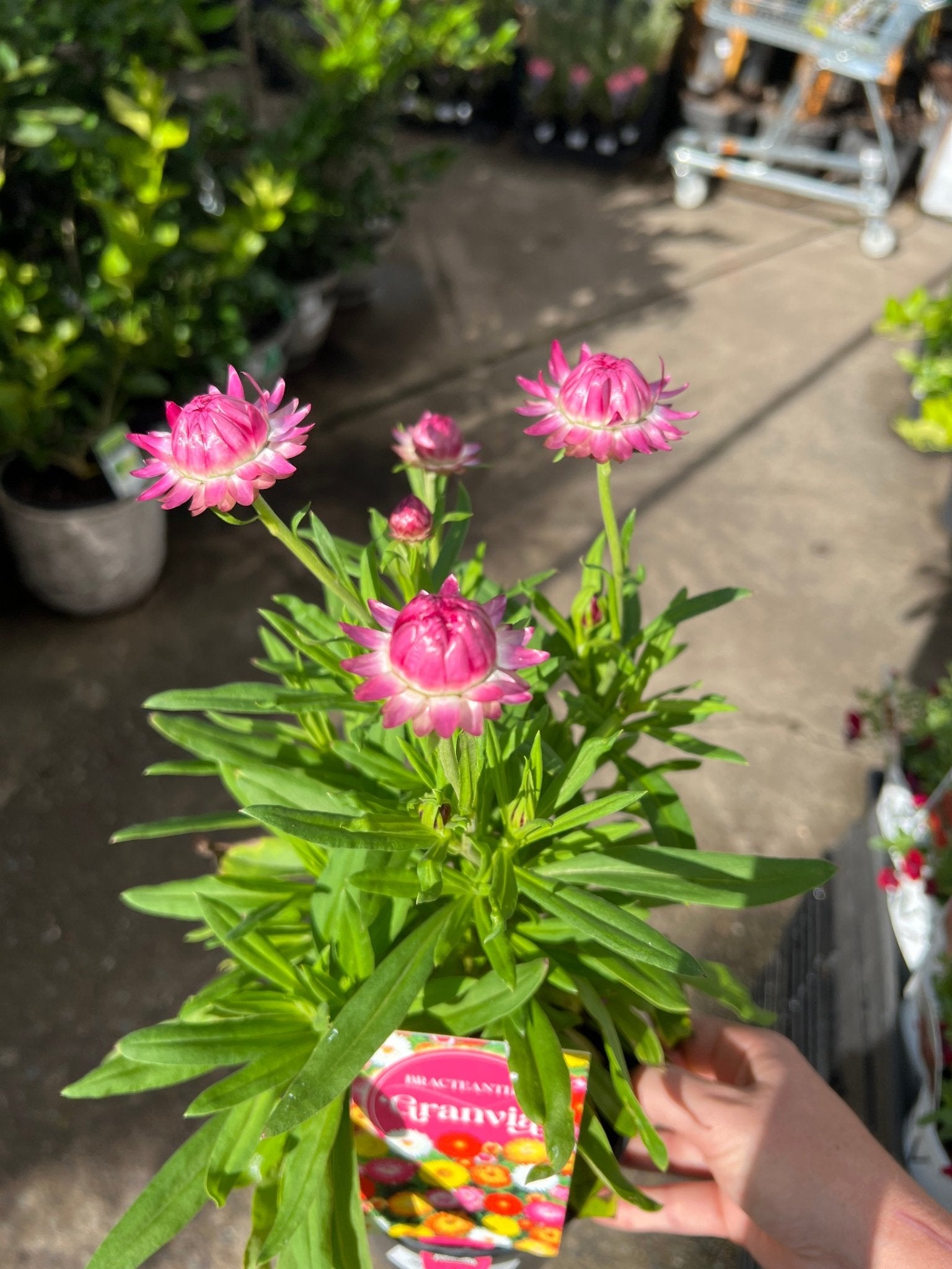 Paper Daisy 'Granvia' (Bracteantha bracteata) - Ladybird Nursery