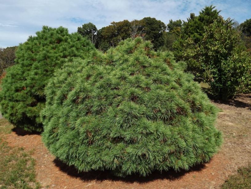 Eastern White Pine ‘Merrimack’ (Pinus strobus)