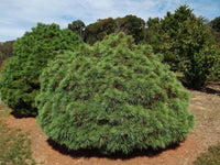 Eastern White Pine ‘Merrimack’ (Pinus strobus)