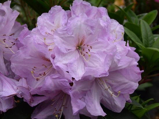 Rhododendron Admiral Piet Hein - Ladybird Nursery