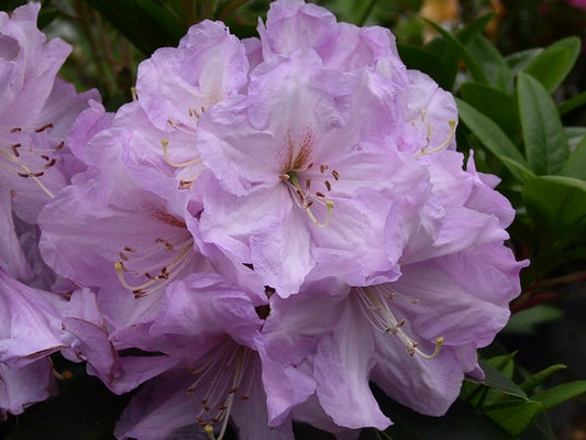 Rhododendron Admiral Piet Hein
