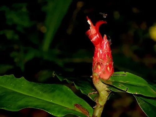 White Powder Costus (Costus pulverulentus) - Ladybird Nursery