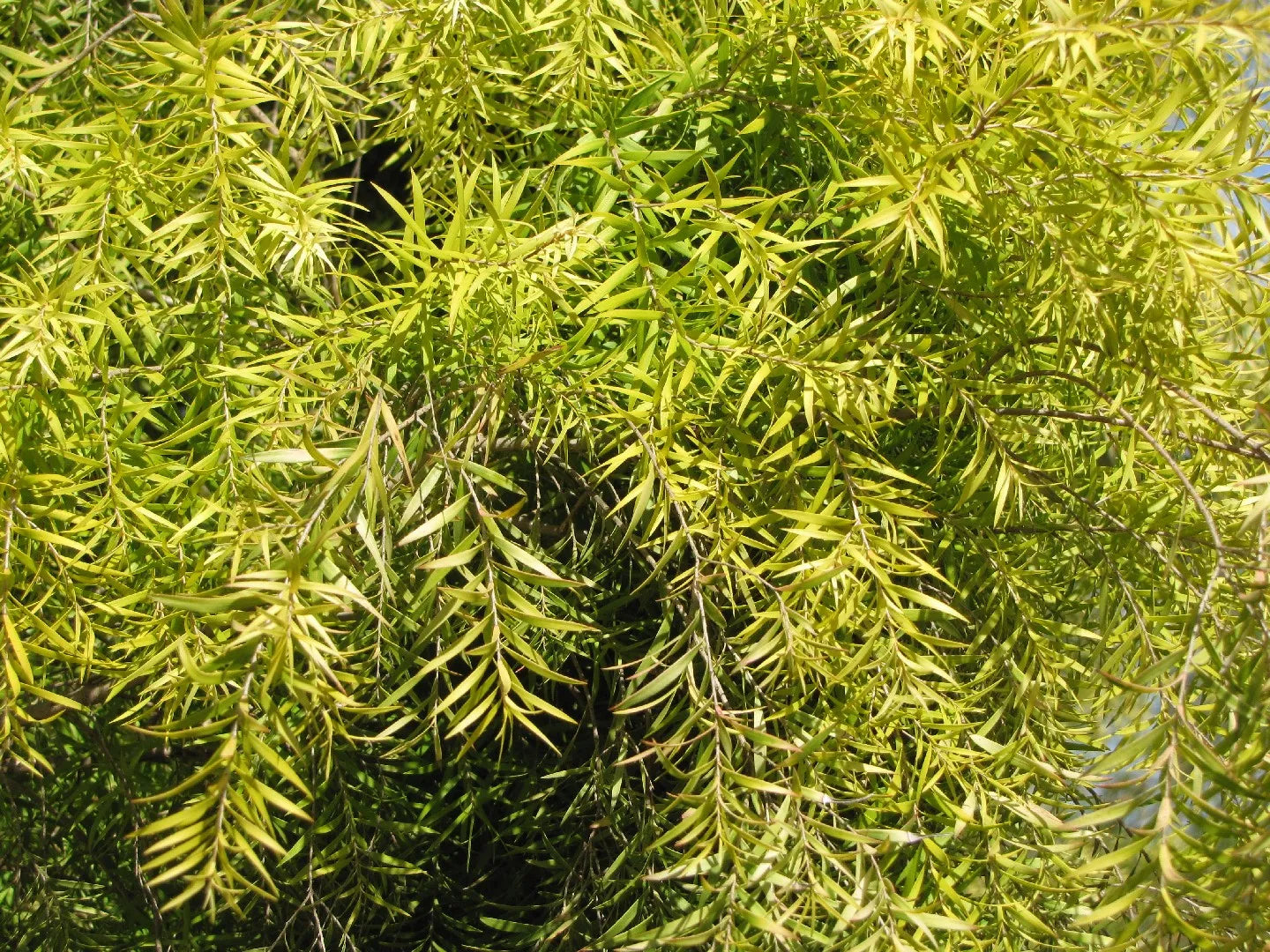 Black Tea-tree Little Gold Feathers (Melaleuca bracteata)