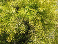 Black Tea - tree Little Gold Feathers (Melaleuca bracteata) - Ladybird Nursery