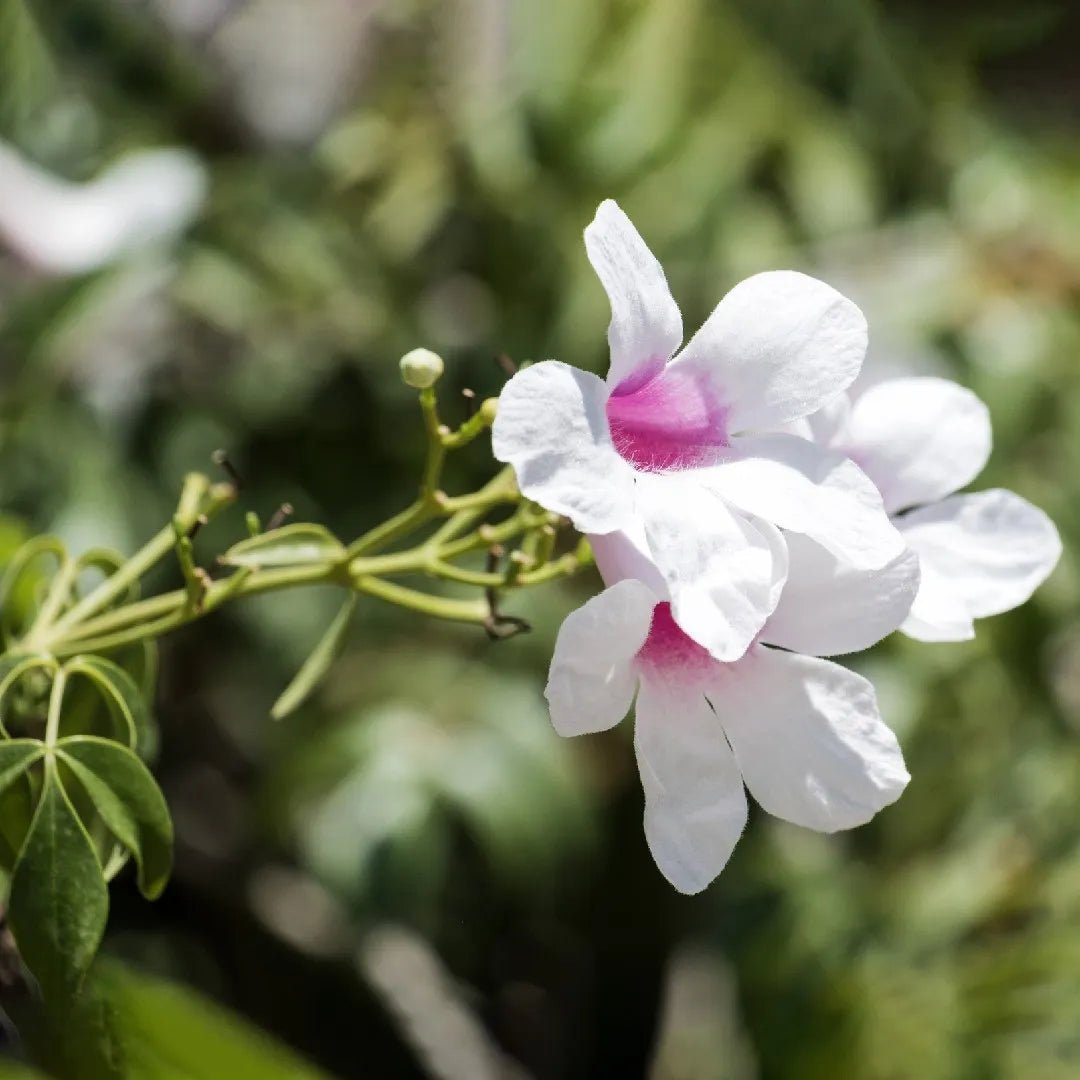 Bower Vine White Ladders (Pandorea spp.) - Ladybird Nursery