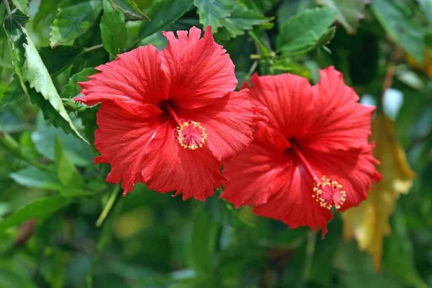 Chinese Hibiscus Fire Storm (Hibiscus rosa- Sinensis)