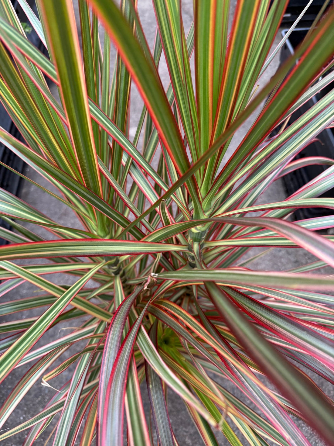 Madagascar Dragon Tree Tricolor (Dracaena marginata) - Ladybird Nursery