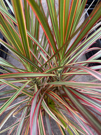 Madagascar Dragon Tree Tricolor (Dracaena marginata) - Ladybird Nursery