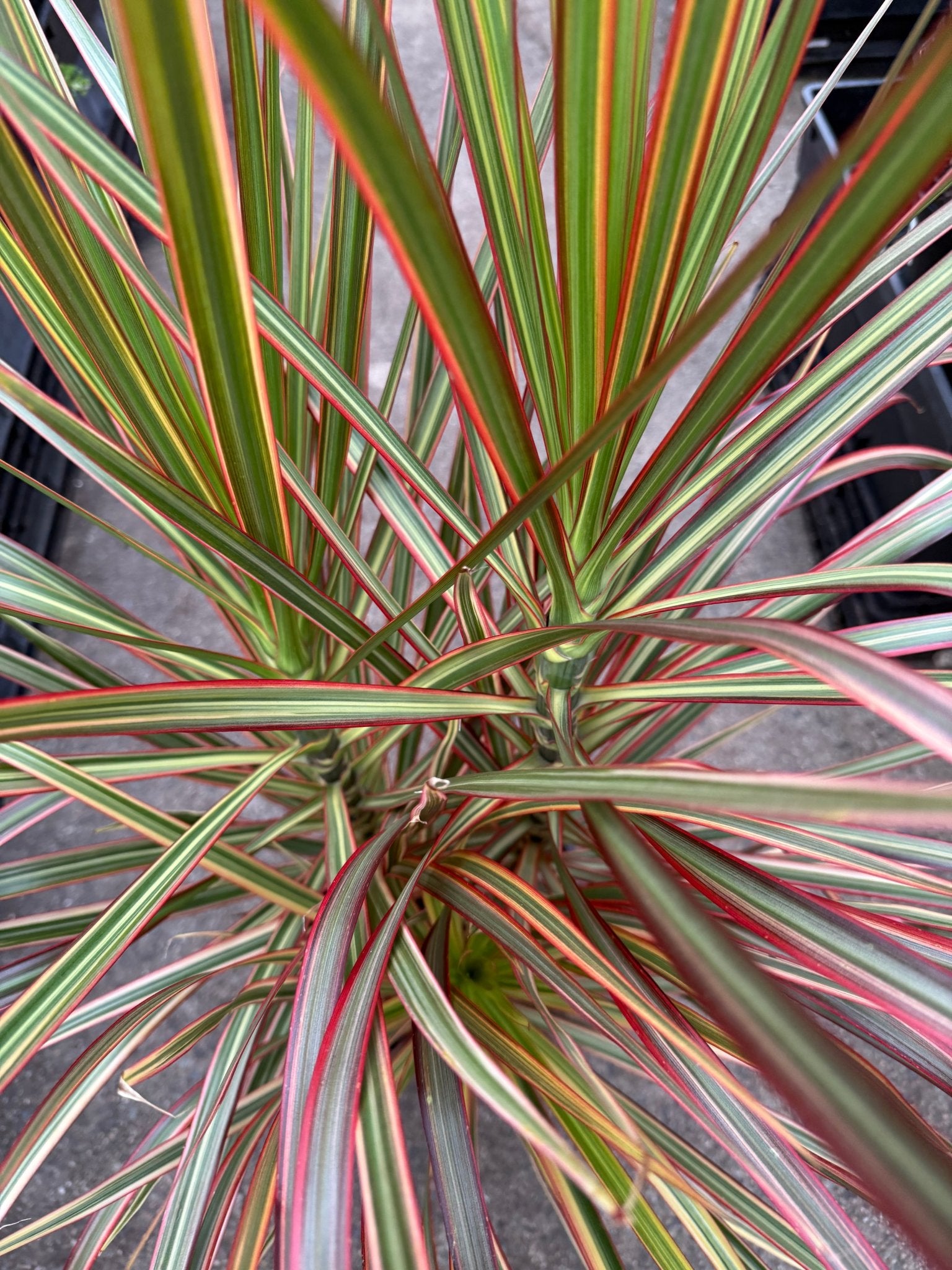 Madagascar Dragon Tree Tricolor (Dracaena marginata) - Ladybird Nursery