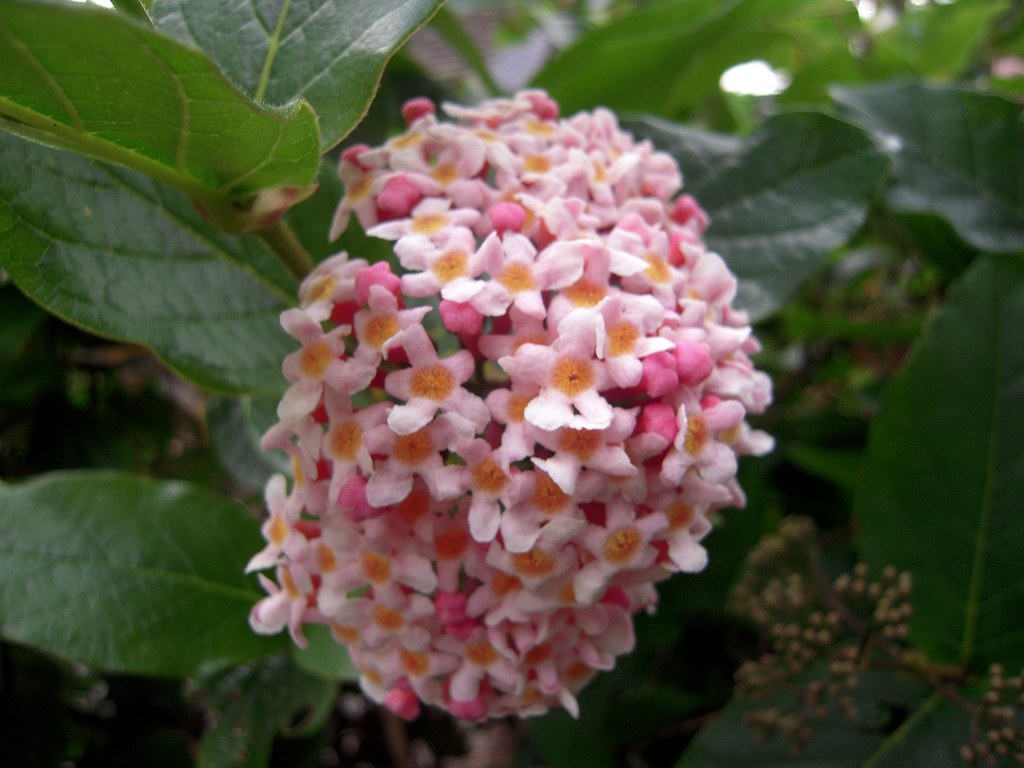 Yellow Throat (Rondeletia amoena)