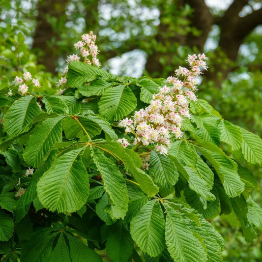 Common Horse Chestnut (Aesculus hippocastanum) - Ladybird Nursery
