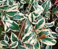 Lilly Pilly Silver Streaker (Syzygium australe)