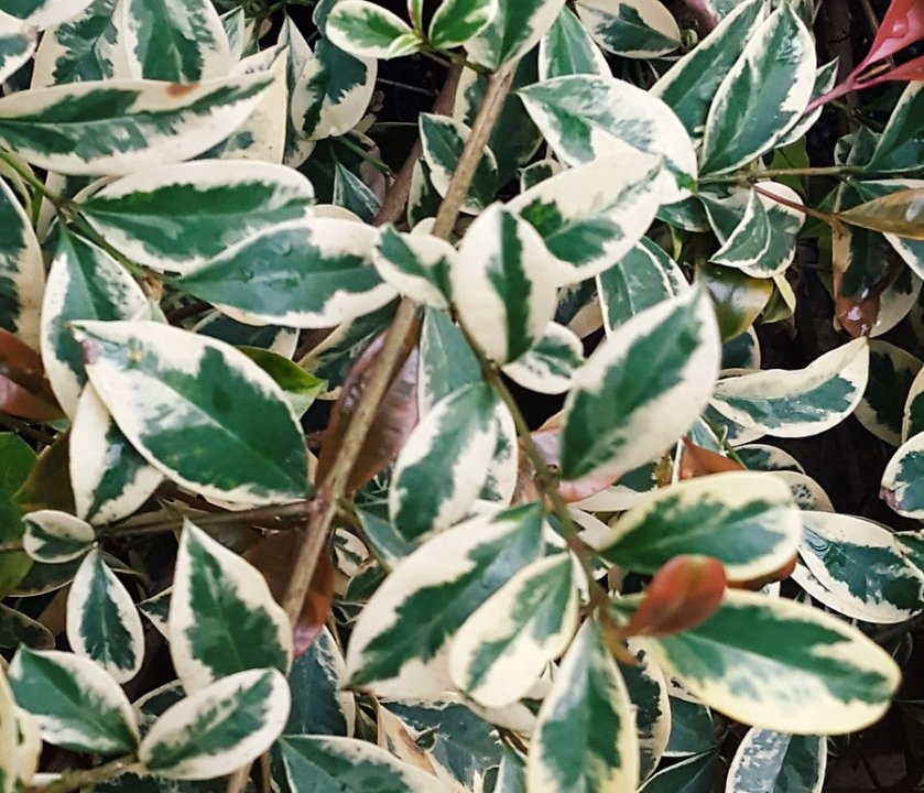 Lilly Pilly Silver Streaker (Syzygium australe) - Ladybird Nursery