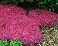 Creeping Crimson Thyme (Thymus serpyllum ‘Coccineus’)