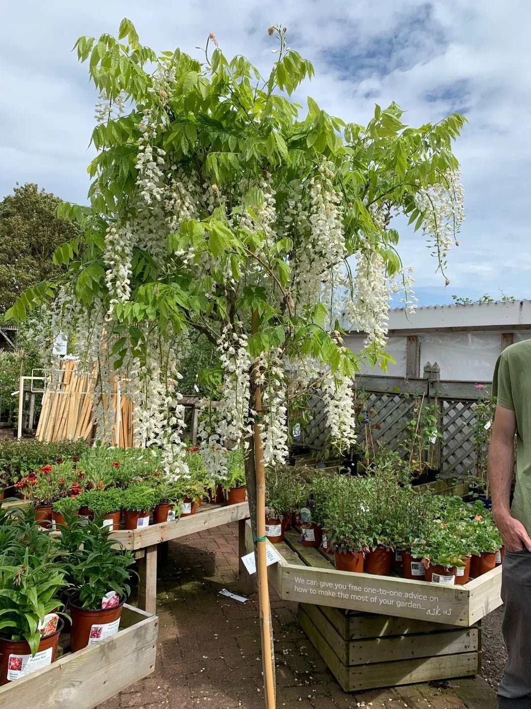 Chinese Wisteria Alba / Jako (Wisteria sinensis) - Ladybird Nursery