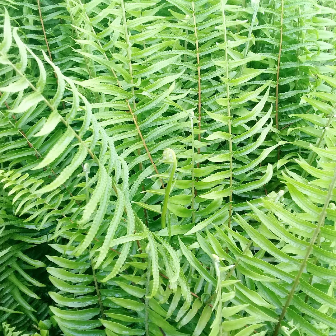Sword Fern Macho (Nephrolepis biserrata)