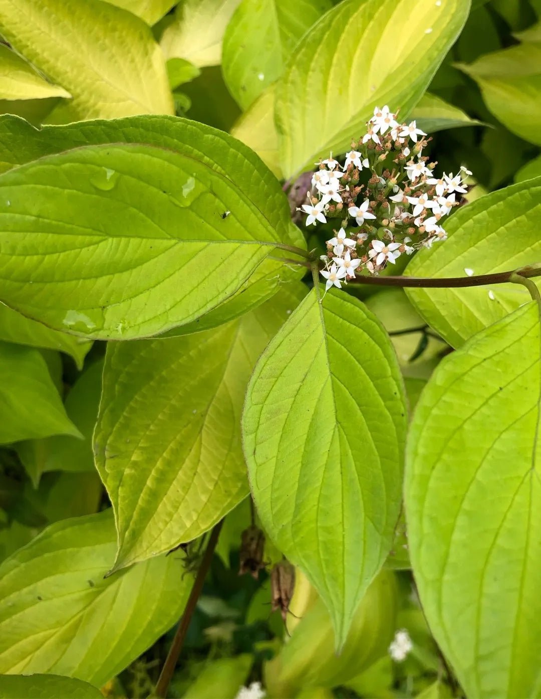 Red Osier Dogwood Sunshine (Cornus sericea) - Ladybird Nursery