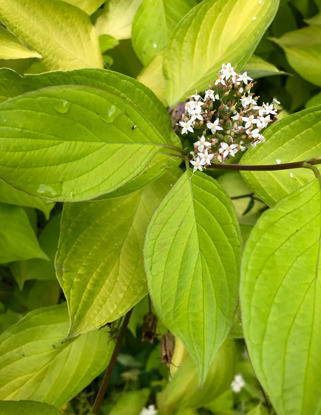 Red Osier Dogwood Sunshine (Cornus sericea)