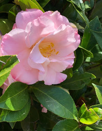 Camellia Tip Toe (Camellia)