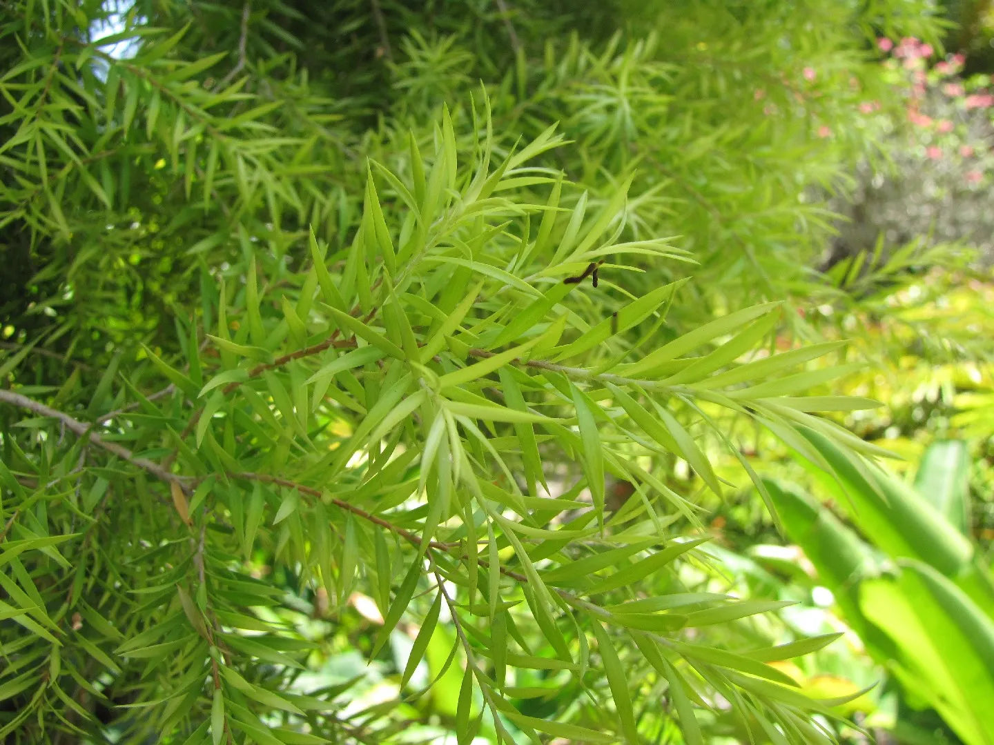 Black Tea-tree Revolution Green (Melaleuca bracteata)