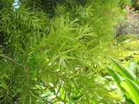 Black Tea - tree Revolution Green (Melaleuca bracteata) - Ladybird Nursery