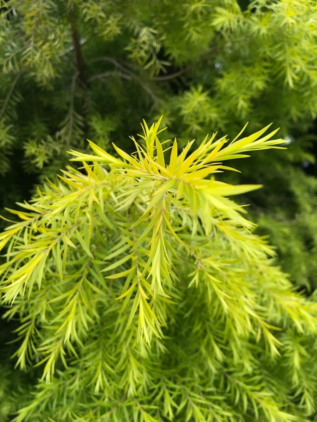 Black Tea - tree Little Gold Feathers (Melaleuca bracteata) - Ladybird Nursery