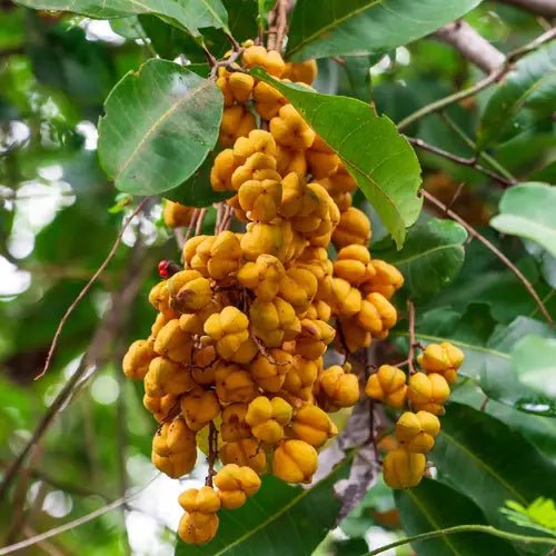 Tuckeroo (Cupaniopsis anacardioides) - Ladybird Nursery