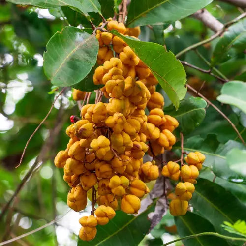 Tuckeroo (Cupaniopsis anacardioides)