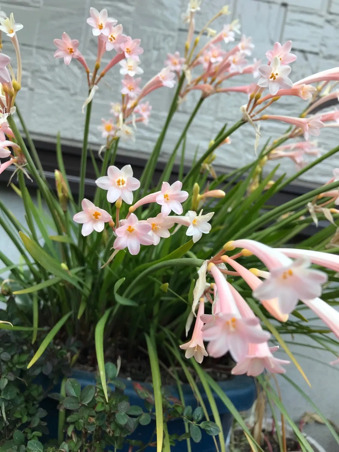 White Ifafa Lily Alba (Cyrtanthus mackenii)