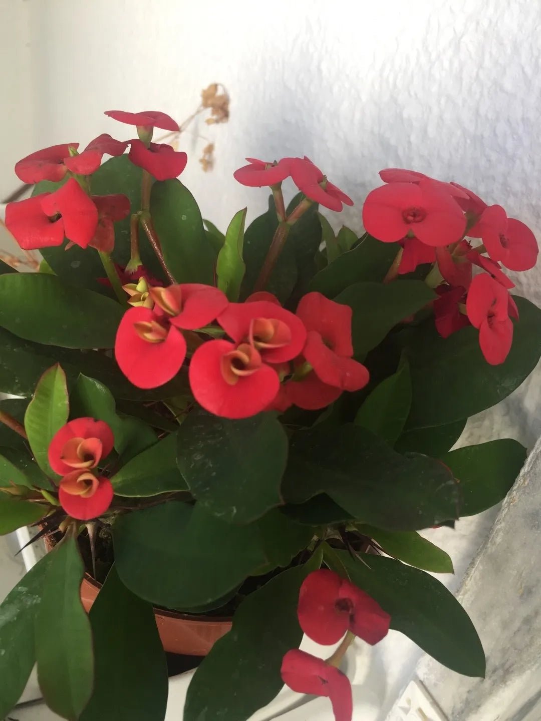Vulcanus Red Crown of Thorns (Euphorbia milii) - Ladybird Nursery