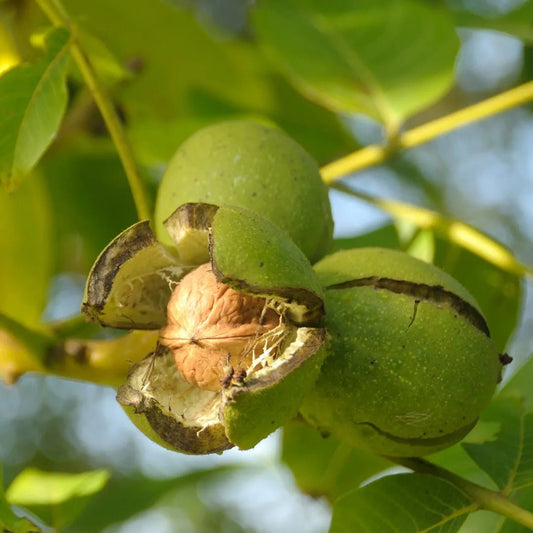 Walnut English - Ladybird Nursery