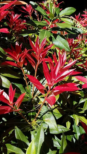 Pieris Forestii (Pieris formosa)