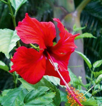 Hibiscus Phsyche - Ladybird Nursery