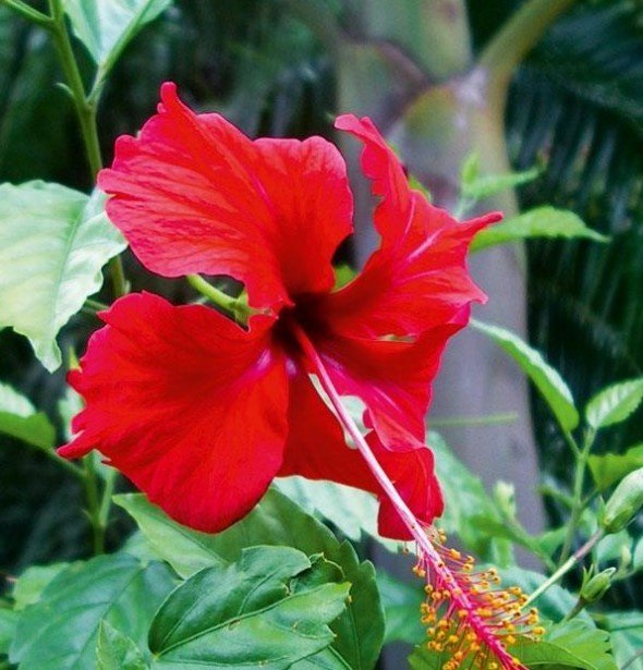 Hibiscus Phsyche - Ladybird Nursery