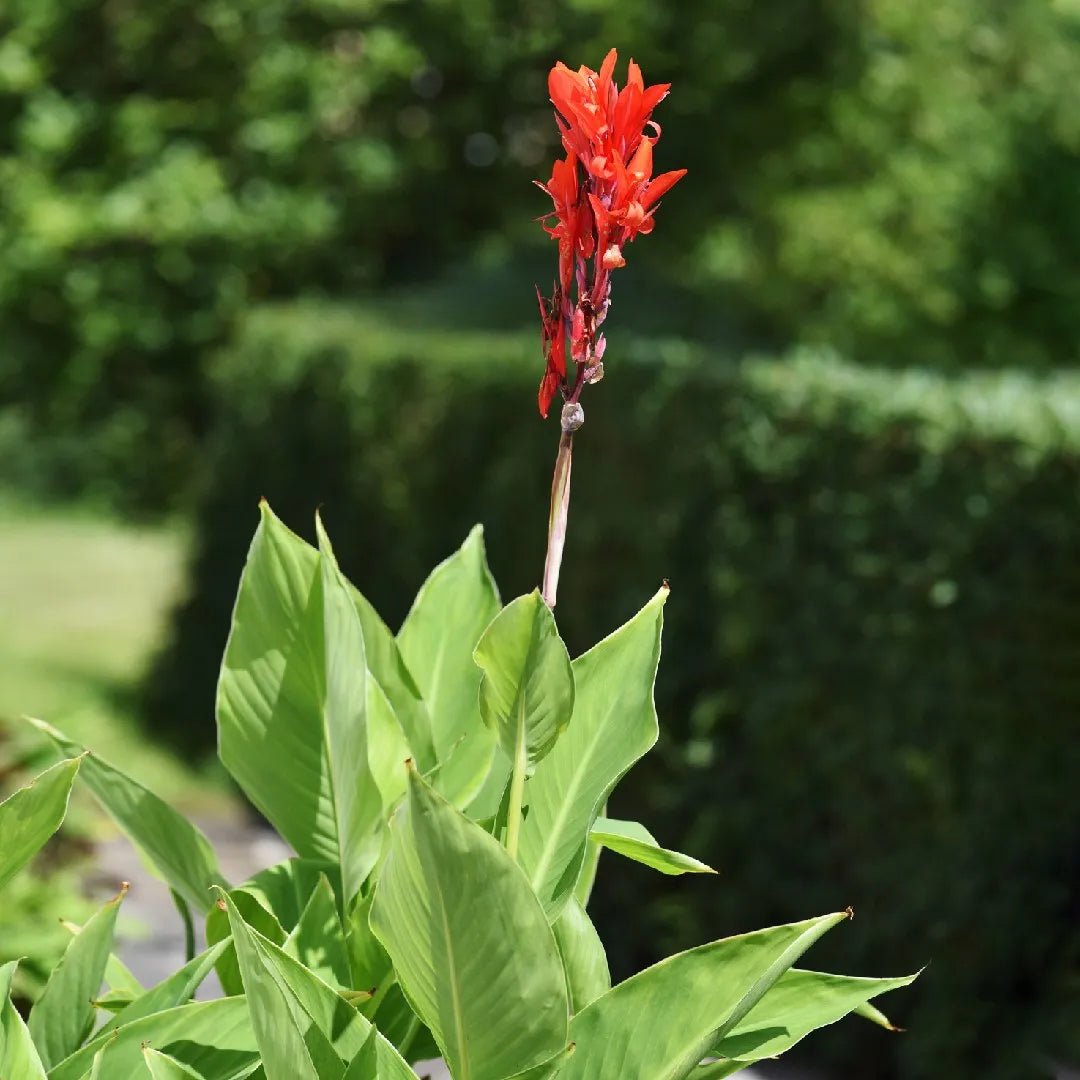 Indian Shot (Canna indica) - Ladybird Nursery