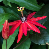 Red Passionflower (Passiflora coccinea)